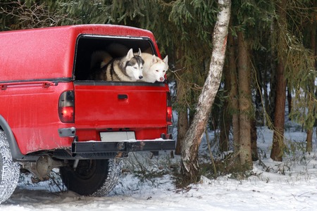 Two huskies in the trunk of an SUV, winter timeの写真素材