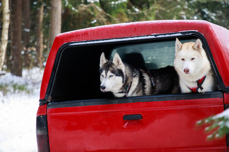 Two huskies in the trunk of an SUV, winter timeの写真素材