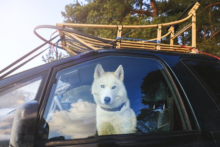 Dog sled in the car, view through glassの写真素材