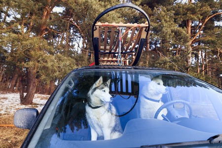 Dogs sled in the car, view through glassの写真素材