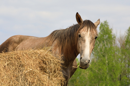Horse on the pasture in spring timeの写真素材