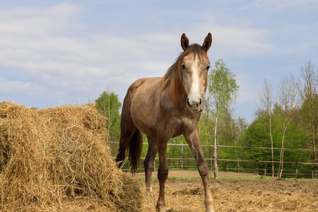 Horse on the pasture in spring timeの写真素材