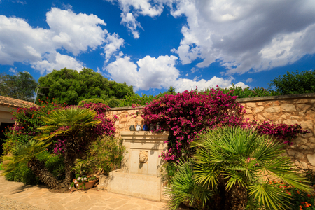 Private garden in summerの写真素材