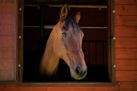 Portrait of the horse in a stallの写真素材