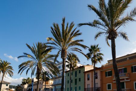 Palm trees along the street of the Andratx port, Mallorca, Spain