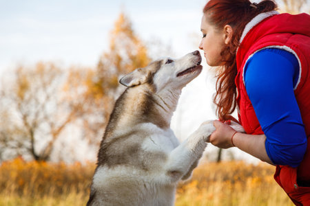 The dog breeder is speaking with her husky dogs in autumn forest