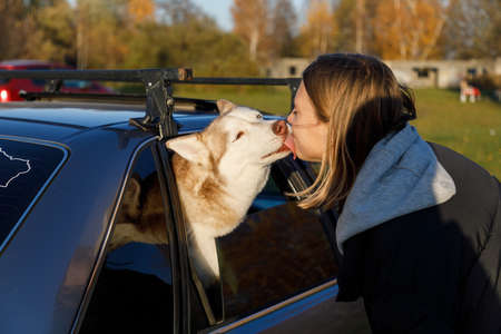 Young girl kisses a husky dog that looks out of the car window