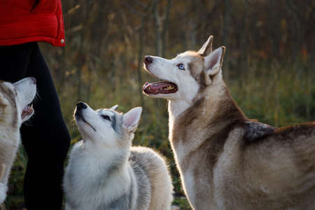 Husky dogs on feeding outdoorsの写真素材