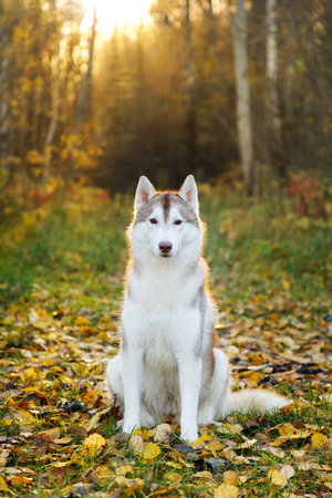 Portrait of the husky dog in autumn forestの写真素材