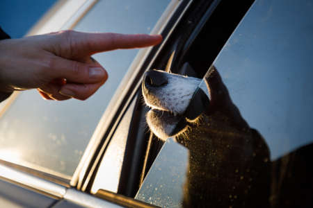 Man stroking husky dog's nose sticking out of a car windowの写真素材