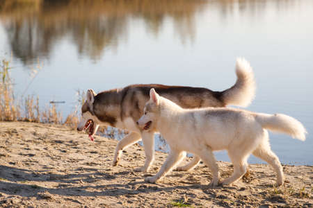Father and son of husky dogs walking along the lakeの写真素材