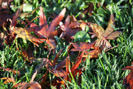 leaves on the ground one autumn morning