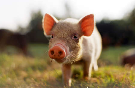 Small funny pink pig on the farm