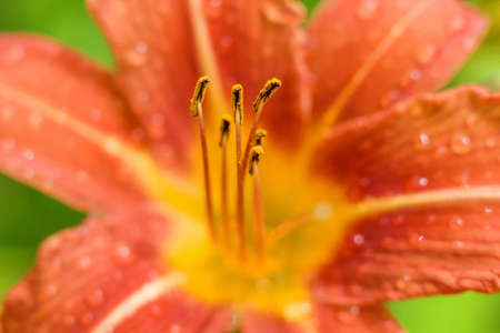 Detail of red lily blooming in the summer gardenの写真素材