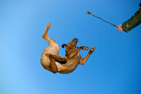 little crazy dog flying against blue skyの写真素材