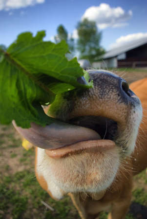 Happy young cow eating fresh green leavesの写真素材