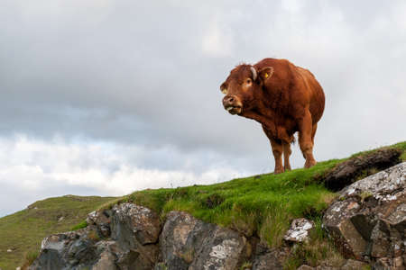 Wild cow on the rock. Isle of Skye, Scotland.の写真素材