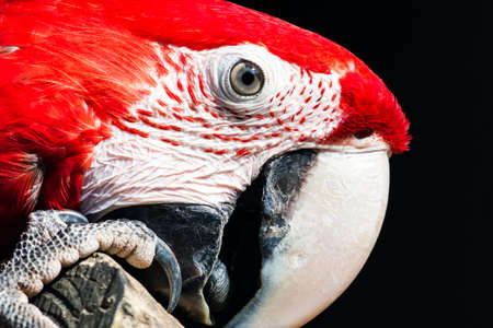 Ara headの写真素材