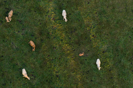 Cows on pastureの写真素材
