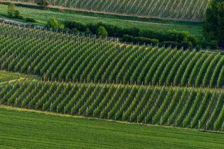 Orchardsの写真素材