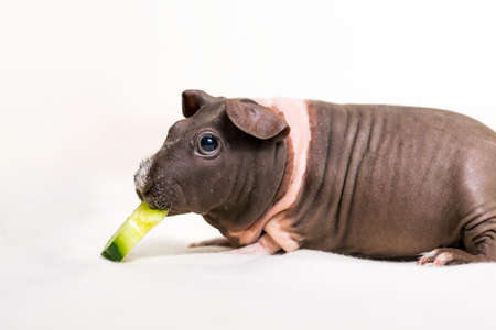 Skinny guinea pigの写真素材