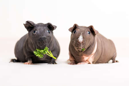 Skinny guinea pig