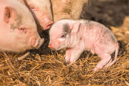 Little piggy in farmの写真素材