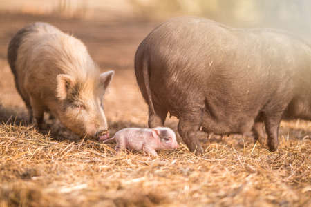 Little piggy in farmの写真素材