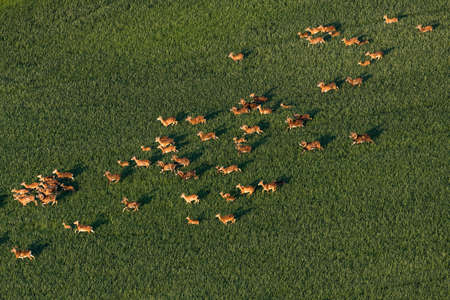 Mouflons on grazingの写真素材