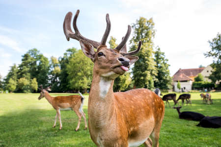 Fallow deer in the garden of Blatna castle in the Czech Republic