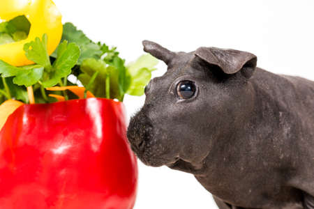 Black skinny guinea pig with vegetable cakeの写真素材