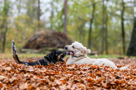 Young golden retriver playing in fallen leaves in autumn.の写真素材