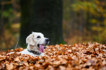 Young golden retriver playing in fallen leaves in autumn.の写真素材