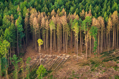 Spruce forest affected by bark beetles
