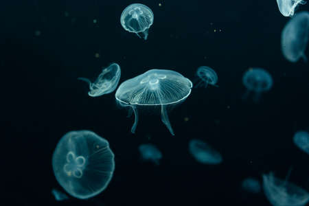 Closeup of beautiful jellyfish in aquariumの写真素材
