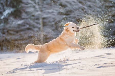 Golden Retriever running with stick in mouthの写真素材
