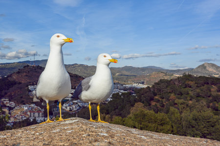Two Sea gulls on Gibralfaro fortress wall.の写真素材