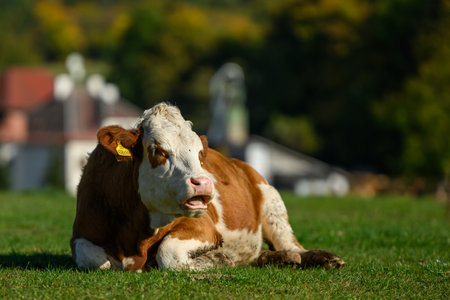 Close up of a brown and white lying cow on a green meadow.の写真素材