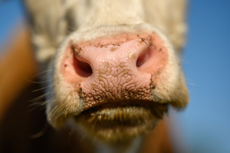 White cow close up portrait on pasture. Oversized and pink cow nose.の写真素材