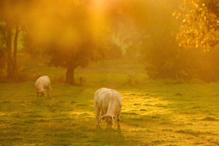 Cows, sunrise and farm for dairy agriculture, meat and beef industry in countryside fieldの写真素材