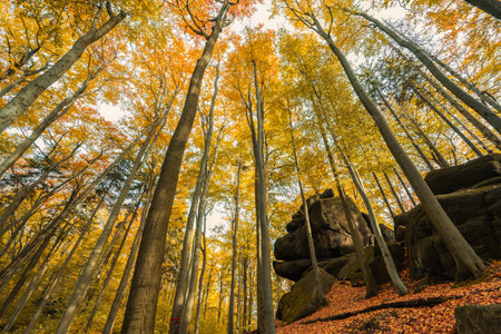 Autumn in Jizera mountains, Jizerskohorske buciny.の写真素材