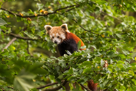 A red panda is sleeping in a tree in the zoo.の写真素材