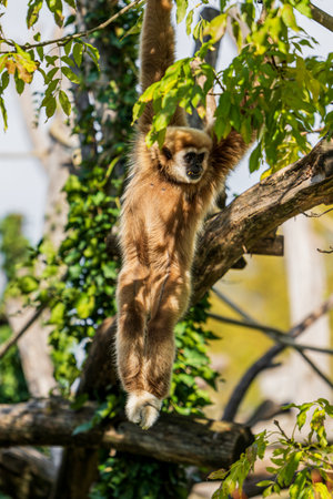 Gibbon in ZOO Vienna Schonbrunnの写真素材