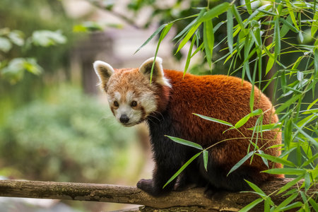 A red panda is sleeping in a tree in the zoo.の写真素材