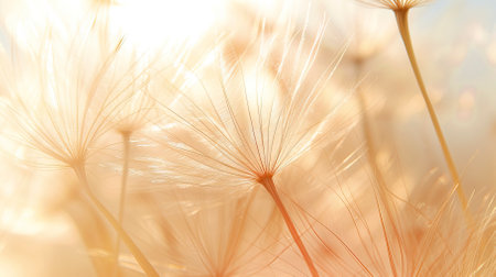 Abstract blurred nature background dandelion seedsの素材
