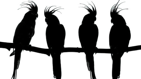 black and white silhouettes of parrots on a branch isolated on white backgroundのイラスト素材