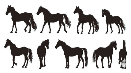 Set of silhouettes of horses on a white background. Vector illustrationのイラスト素材