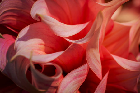 Closeup of pink flower background, macro shotの写真素材