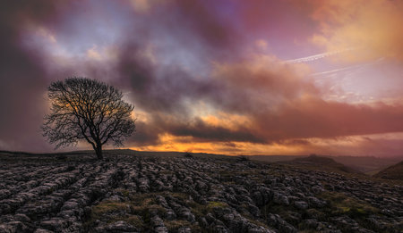 Dead tree against cloudy sky.の写真素材