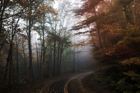 An empty leaf-covered road winding through an autumn forest in Blowing Rock.の写真素材